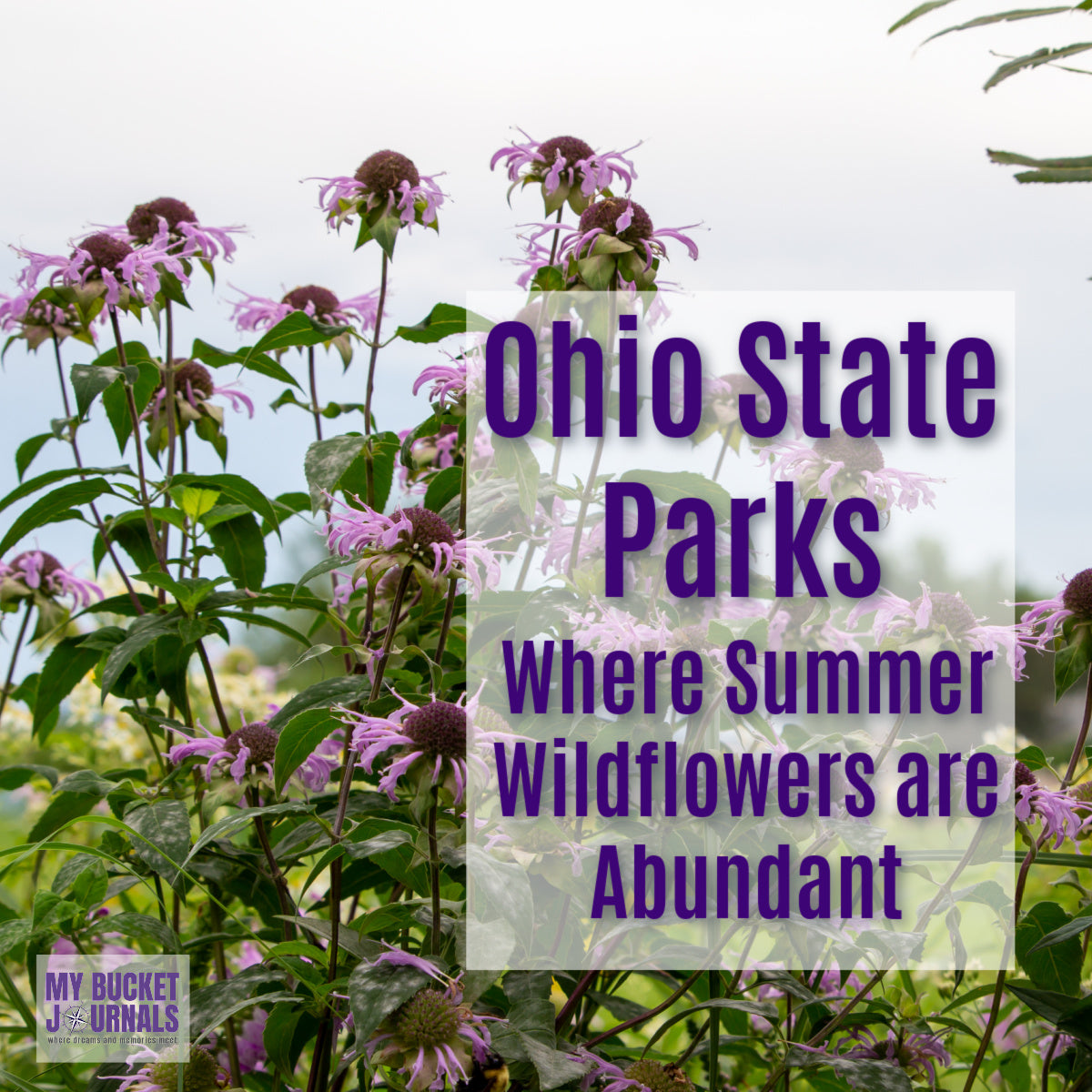 wild bergamot flowers with a text overlay saying Ohio State Parks Where Summer Wildflowers are Abundant